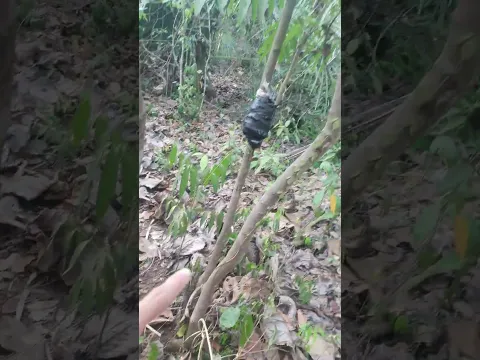 Trâm đuôi chồn trái có hình trái tim #shorts #food