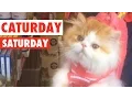 Caturday Saturday Cats Compilation 2016