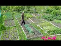Download Lagu Cea Mai Frumoasa Gradina de Legume  De Cand Locuiesc La Cabana- Ep323