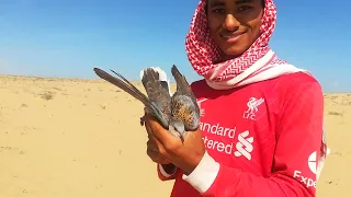 حمام القمري المهاجر ما شاء الله     دندنها