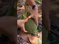Lagu The Correct Way To Open A Cempedak ( Jackfruit Family ) #satisfying #short