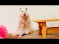 Download Lagu 15 Minutes Of TikTok Hamster Videos🐹😂