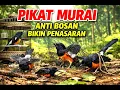 Lagu Suara Pikat Murai Ampuh Nembak Panjang Paling Dicari