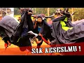 Download Lagu [HD] 🦏 Mberot Sak Kesele! Bantengan Putro Tunggul Sari Baran Gunungsari Tajinan #nendeskombet