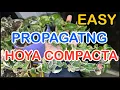Download Lagu Propagating HOYA COMPACTA start to finish REAULTS carnosa hindu rope variegated how to propagate