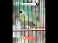 Download Lagu PANCINGAN SUARA BURUNG SIRTU BETINA GACOR TERBARU