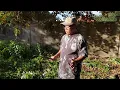 The hmong deported rov mus luaj nroj nawj