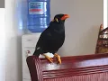 Lagu A common hill Myna bird singing Filipino Folk Song duet and talking in Taglish