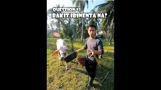 Totoong Dahilan sa Pagb(e)nta Ko sa Aking 4 na Baka (Nang Palugi Daw?)