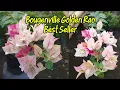 Bougenville Golden RAO Best Seller