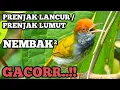 Download Lagu MANTAP..!! PRENJAK LUMUT / PRENJAK LANCUR GACOR, PANCINGAN PRENJAK BAHAN OMBYOKAN...