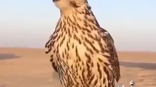 خلك عزيز النفس 