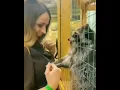 Download Lagu funny raccoon 😂😂 | faltu meme #short