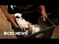 Hawaii animal shelter working to reunite pets with owners after Maui fires