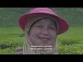 Download Lagu Mi Mamá, Pertiwi - Indonesian Tea Mothers | Poetic Documentary