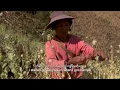 Download Lagu Opium Farmer (trailer): The lives of producers of prohibited plants in Myanmar