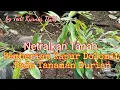 Lagu Pemberian Kapur Dolomit  Pada Tanaman Durian.