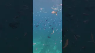 Snorkeling  5