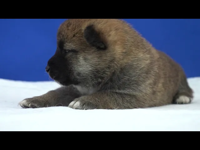 動画