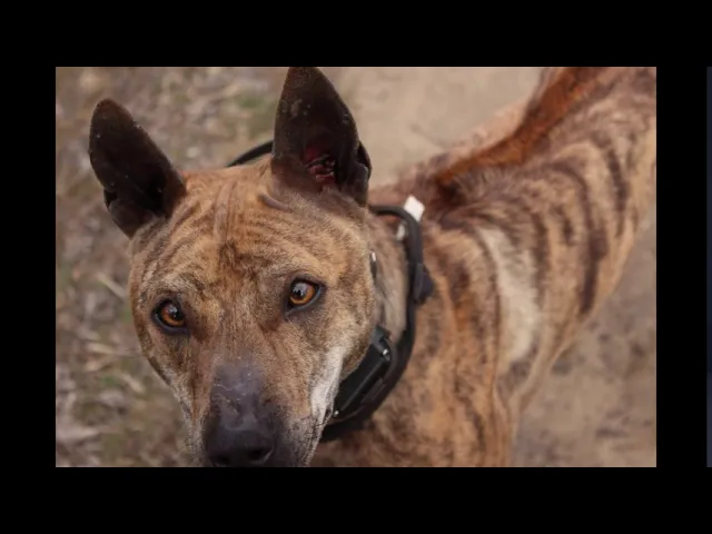 Outline Video Phu Quoc Ridgeback dogs - World's Rarest dog breed