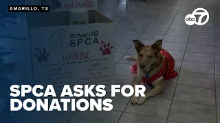 Amarillo SPCA asks for public donations to support animal care