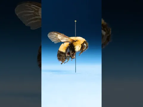 This Insect Is An Imposter