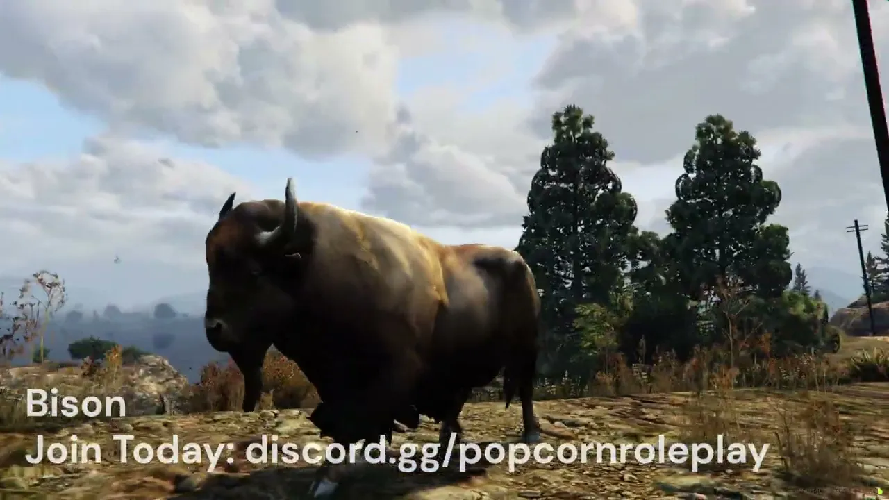Bison