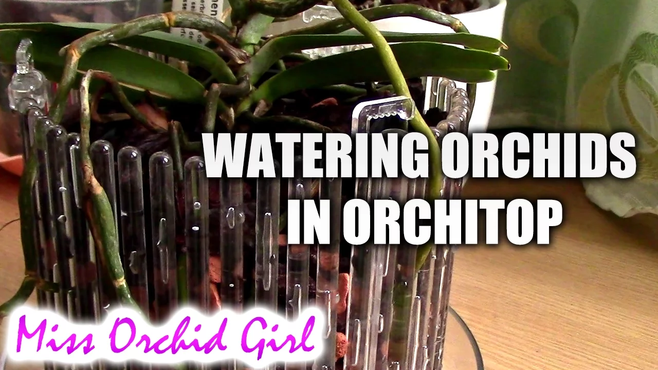 HOW I WATER ORCHIDS IN ORCHITOP POTS