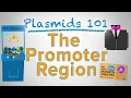 The Promoter Region - Plasmids 101