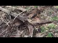 Morel Mushroom Hunt Ruth and Paul Henning Conservation Area