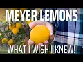 Download Lagu What I Wish I Knew Before Growing MEYER LEMONS