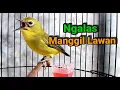 Download Lagu Pleci Ngalas Manggil Pleci Lain