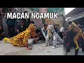 Download Lagu Macan Ngamuk Bantengan Satria Macan Kumbang Live Kudur Gondang Mojokerto