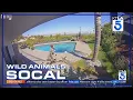 Tommy Lee s wife comedian Brittany Furlan rescues dog from coyote attack in SoCal