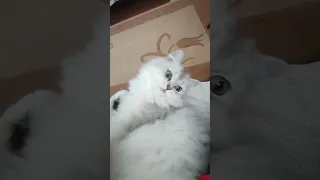 حالات واتس ياقلبي كفايه تعبت خلاص مع قط جميله 