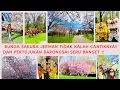 Download Lagu BUNGA SAKURA DI JERMAN TIDAK KALAH CANTIK DAN PERTUJUKAN BANRONGSAI SERU BANGET !! 👍👌