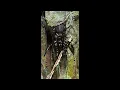Download Lagu World's Deadliest Spider