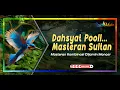Download Lagu DAHSYAT POOLL‼️Masteran Sultan Dijamin Moncer