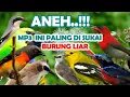 Download Lagu suara pikat burung kecil paling ampuh untuk mikat semua jenis burcil