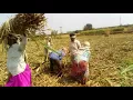 Download Lagu Sugar cane harvester workers filling the tractor trolly MP3