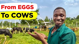 We are going ALL IN with Dairy Cattle