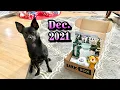 DECEMBER 2021 SMALL DOG BARKBOX UNBOXING RUDOLPH THEME