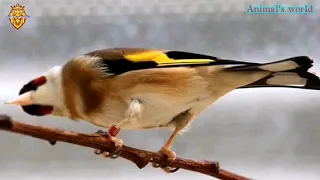 ساعة من تغريد الحسون الملكي خالي من الأخطاء روعة لتعليم الفراخ Chant De Chardonneret Royale 