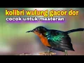 Download Lagu Kolibri Wulung Gacor Nembak Ngerol  Bagus Buat Masteran