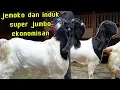 Lagu Siap dinego ready jemoko , induk \u0026 bakalan usia 3-5bln di ATHALLAFARM Wonosobo