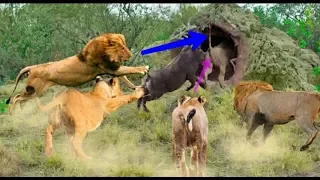 warthog incredible escape death thanks to the use of speed to run faster than a lion