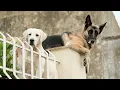 Izzy Bunny - O que importa sao os caes