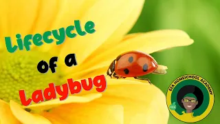 ladybug life cycle all about ladybugs