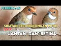 PERBEDAAN BURUNG S K P (SIKATAN KERONGKONGAN PUTIH) JANTAN DAN BETINA 💯 AKURAT