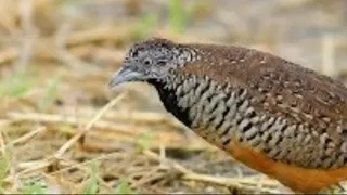 suara pikat 1000 ampuh puyuh hutan